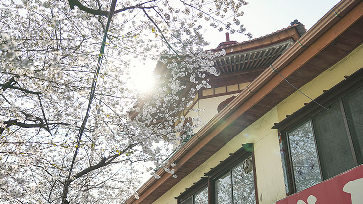 진해군항제 축제