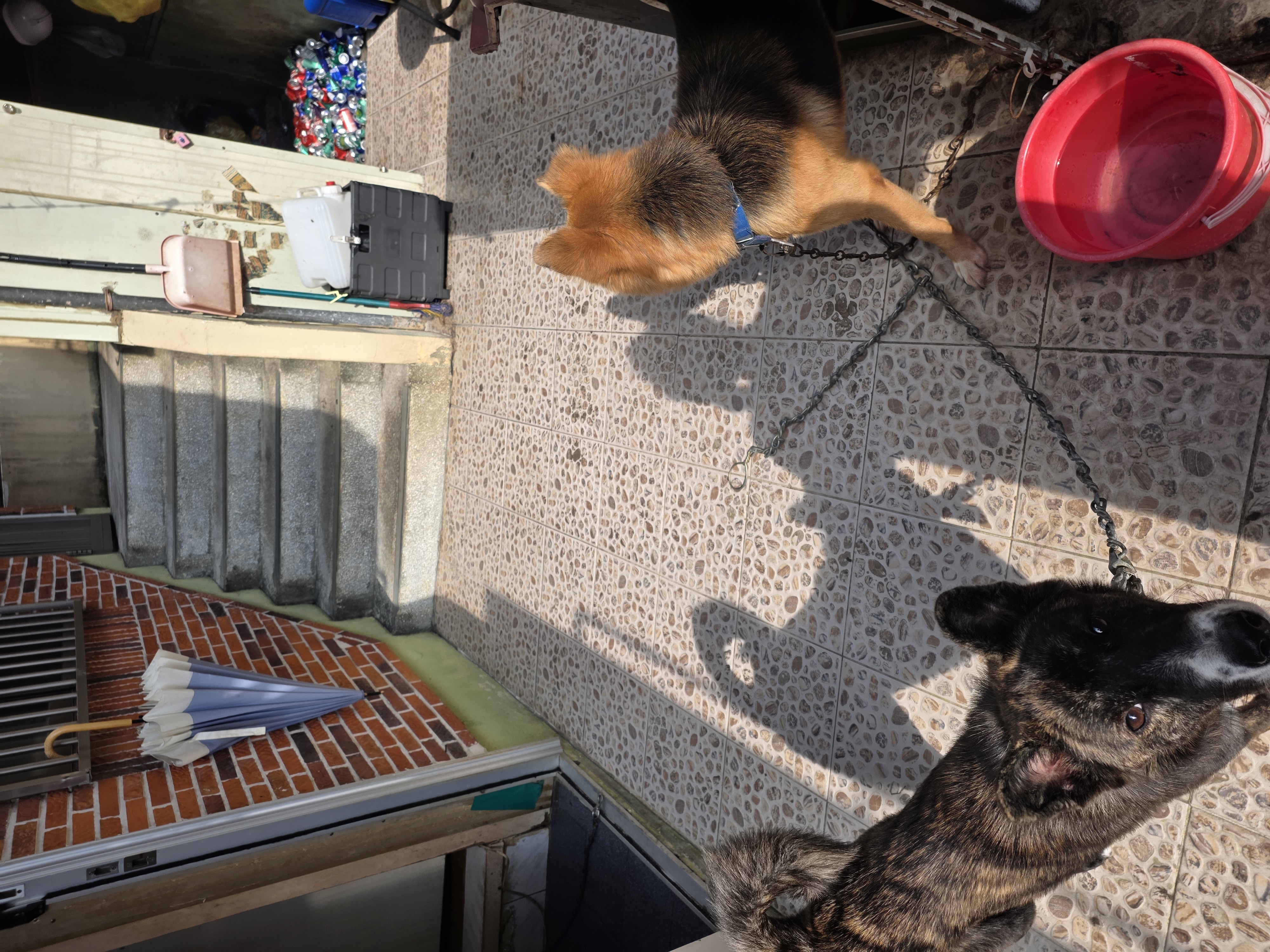 입양후기 이미지