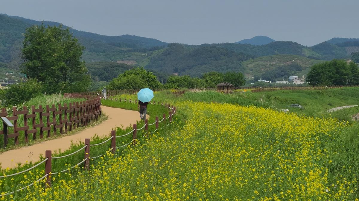 창원특례시 주남저수지 제1탐방로 유채꽃길 2차 개화 시작