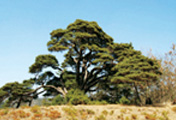 City Tree (Pine Tree)