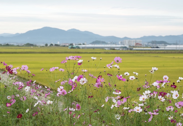 무점마을 코스모스길
