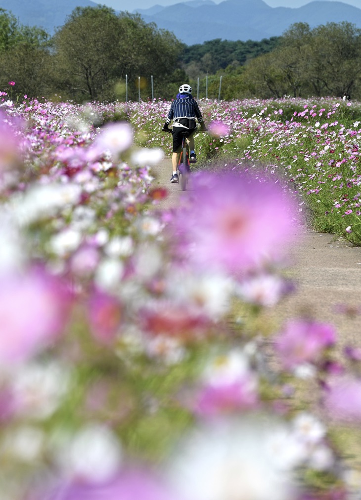 무점마을 코스모스길