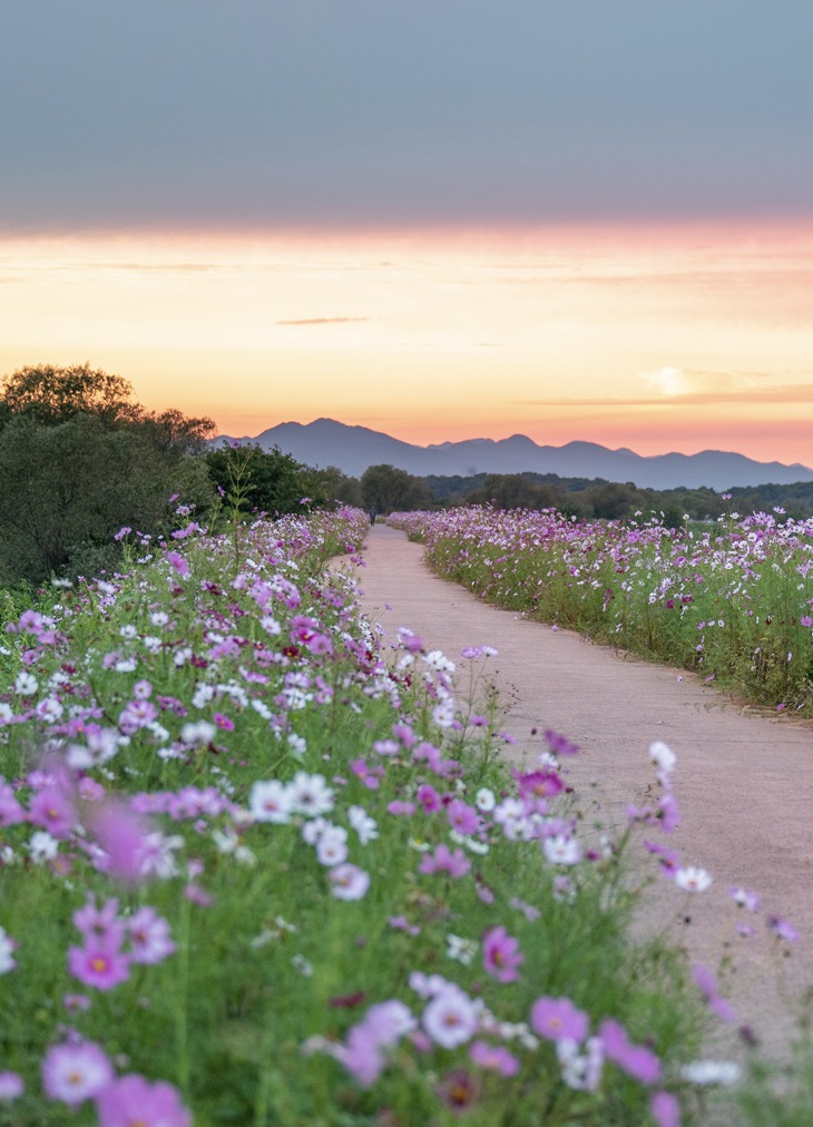 무점마을 코스모스길