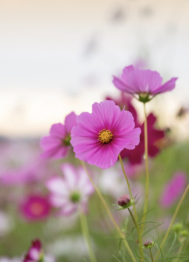 무점마을 코스모스길