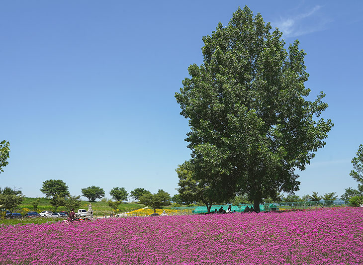 대산플라워랜드