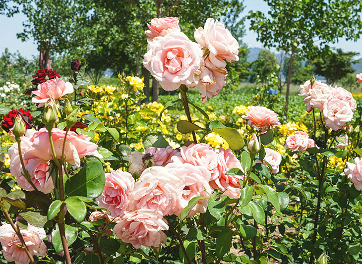 대산플라워랜드