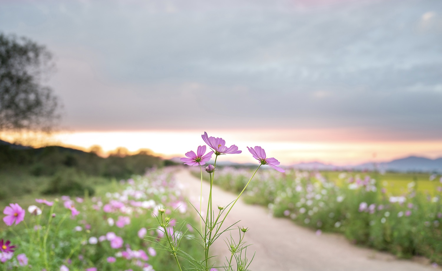 무점마을 코스모스길