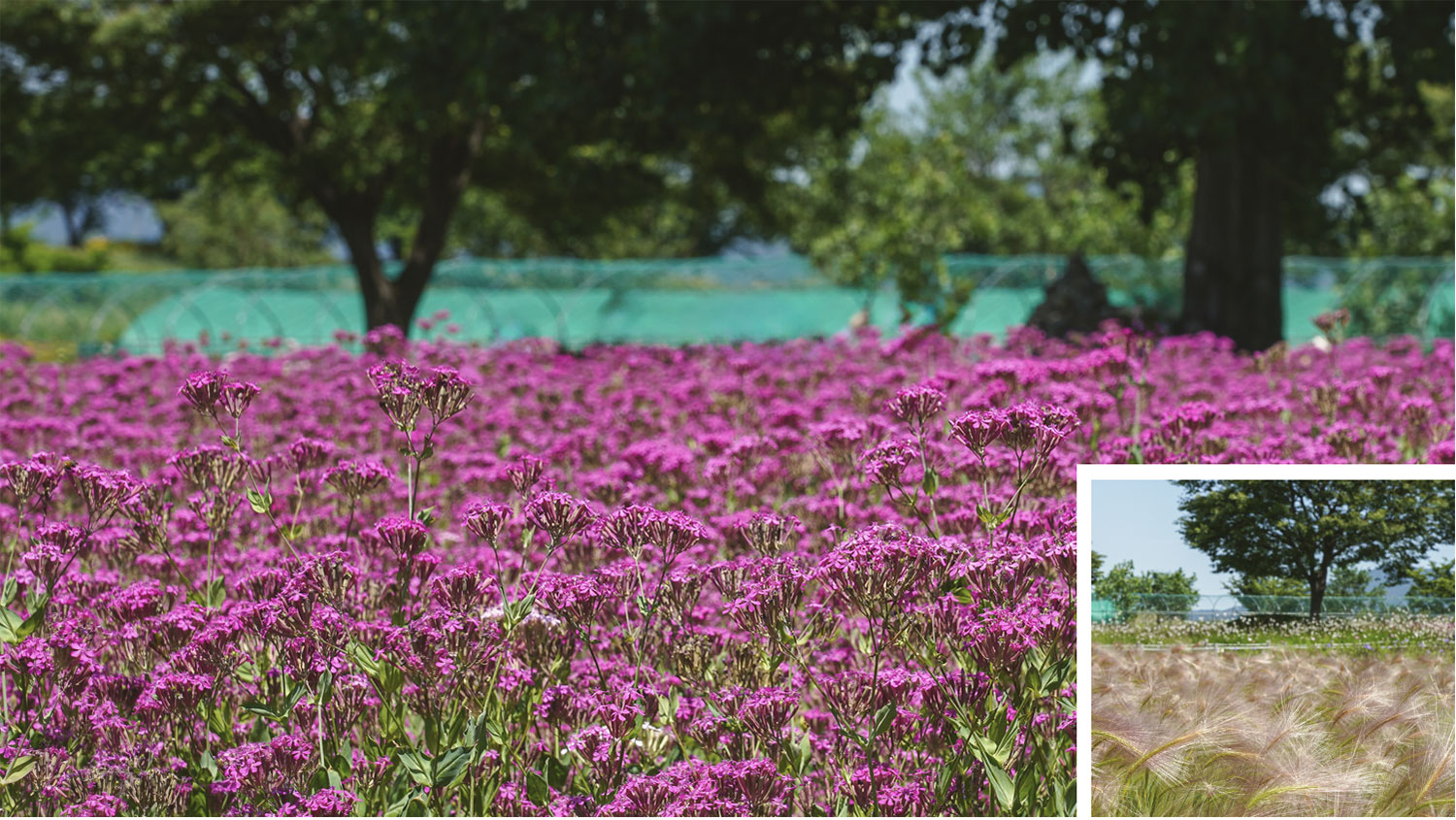 대산플라워랜드